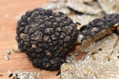 Comment ramasser des truffes ?