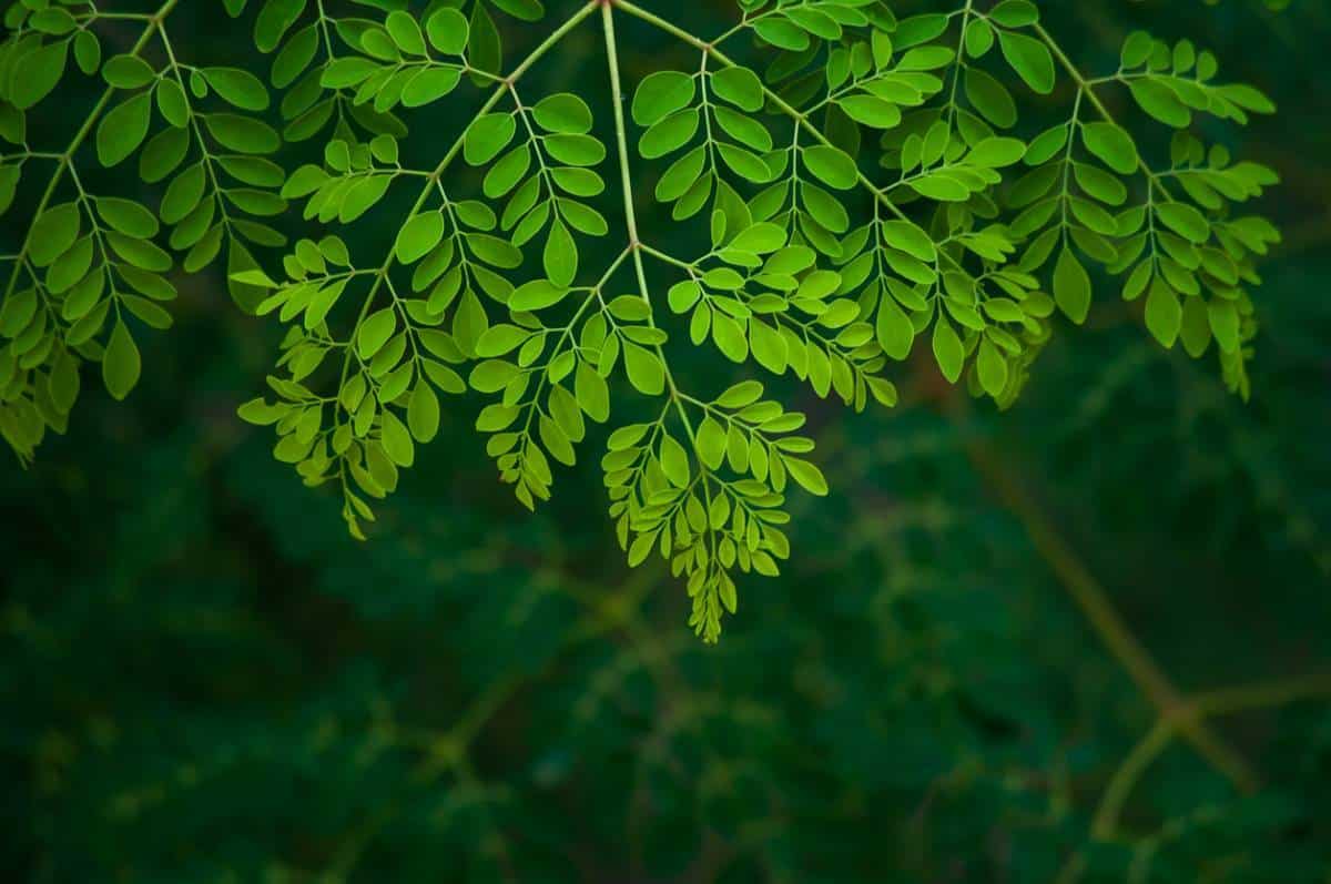 Pourquoi le moringa est-il un super aliment ?