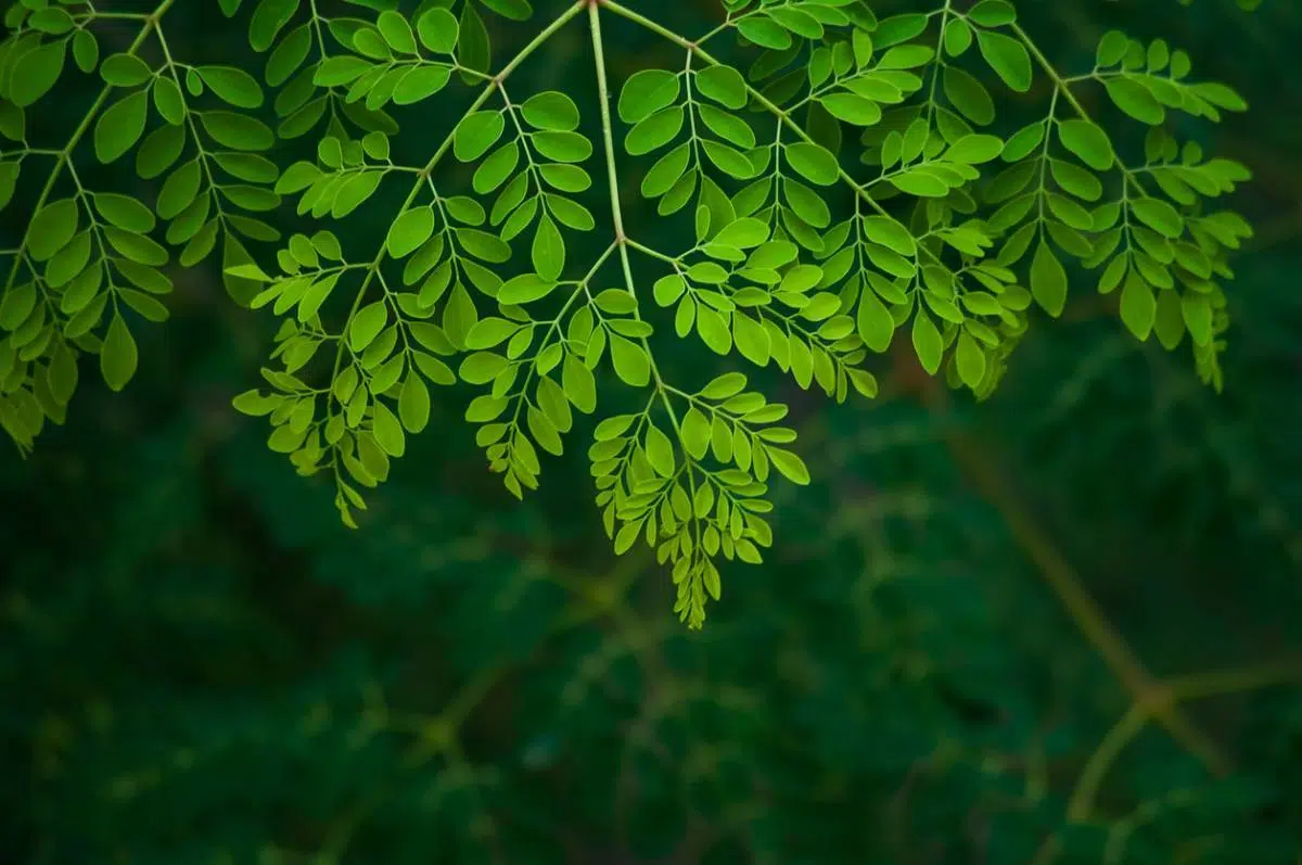 Pourquoi le moringa est-il un super aliment ?